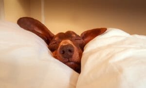 Dog sleeping in cozy bed